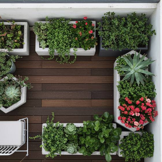 "Terraza urbana decorada con plantas ornamentales mediterráneas, incluyendo suculentas en macetas de concreto y flores de kalanchoe, ideal para un oasis verde de bajo mantenimiento."
