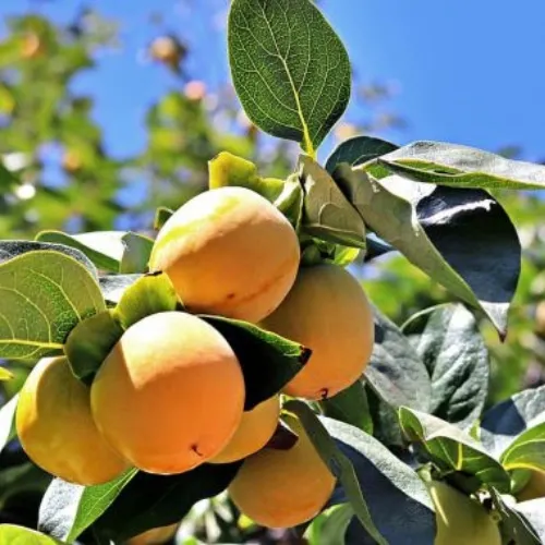 albaricoque currot