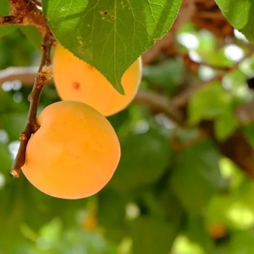 albaricoque moniqui