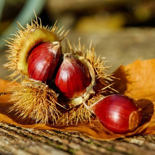 castaño