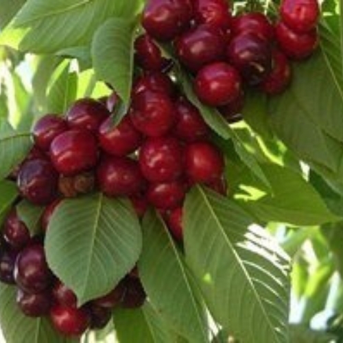 cerezo picota