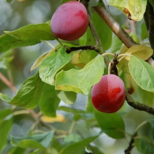 ciruelo fortune