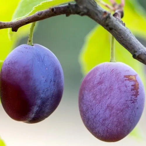 ciruelo fraile