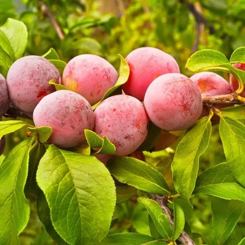ciruelo santa rosa