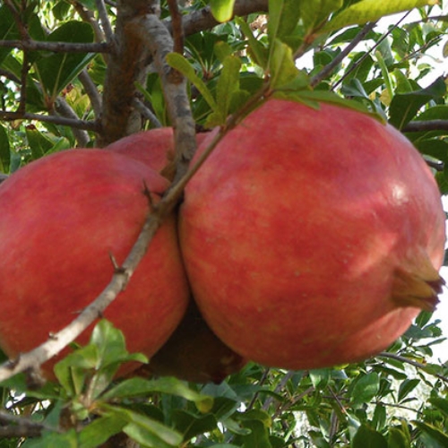 granado annaba