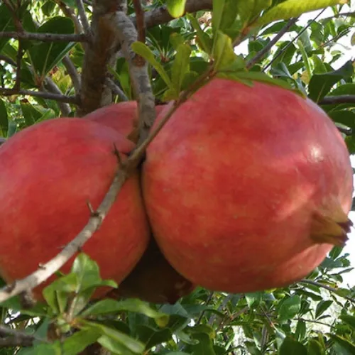 granado annaba