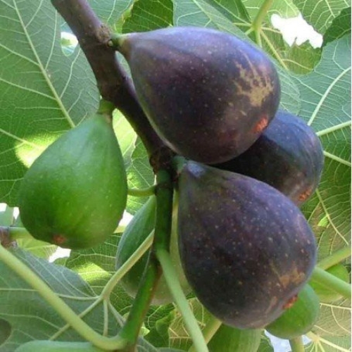 higuera negra
