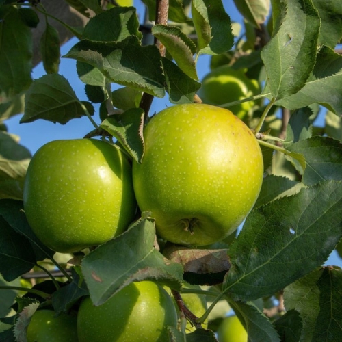 manzano granny smith