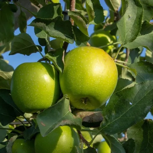 manzano granny smith