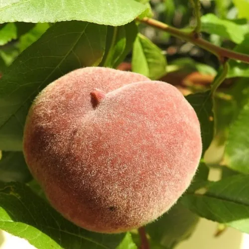melocotón rojo de agosto