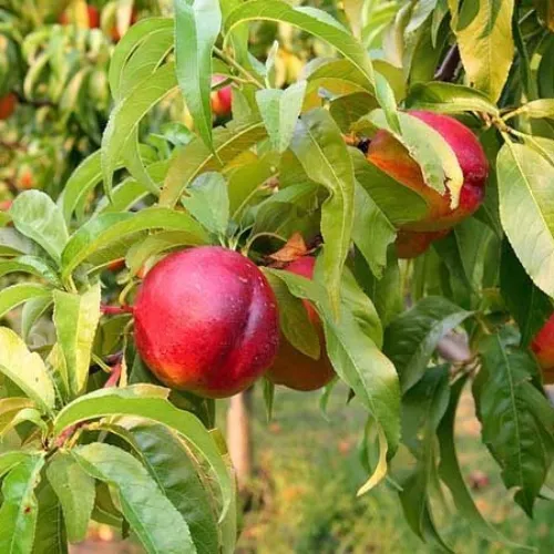 nectarina melody