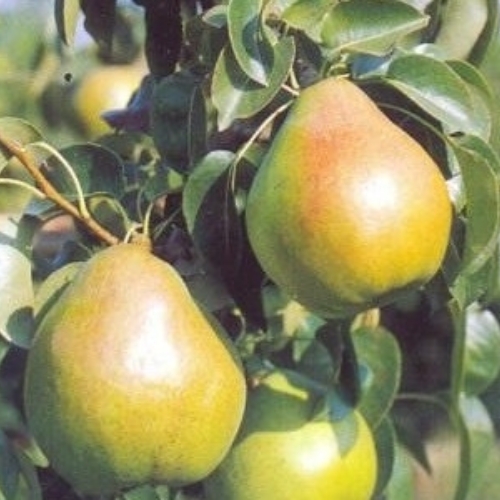 peral decana