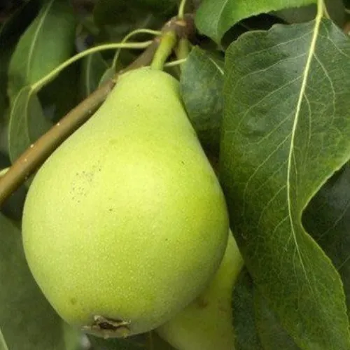 peral limonera peral limonera