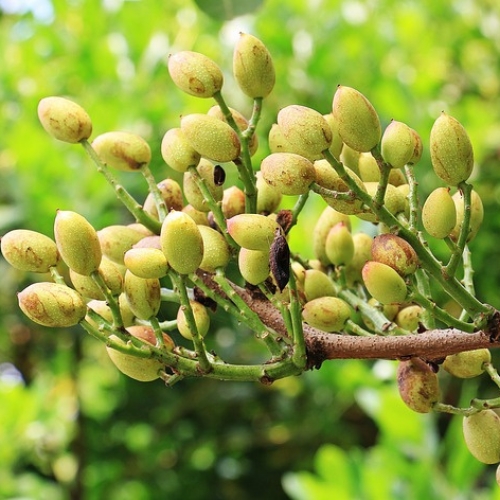 pistachos machos