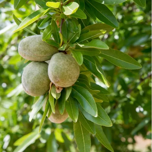 Almendro