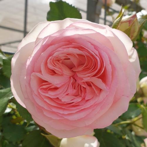 Pierre de Ronsard (perfumada)