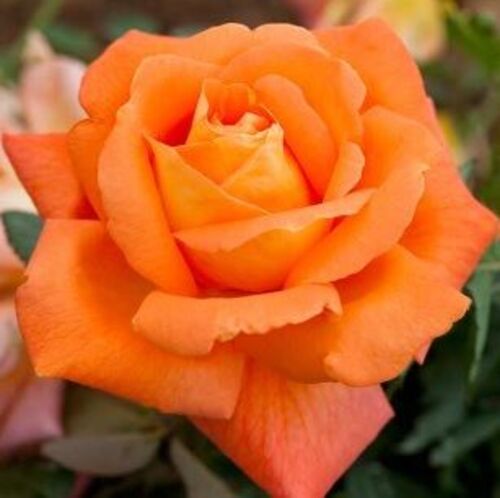 anabella (perfumada) anabella (perfumada)