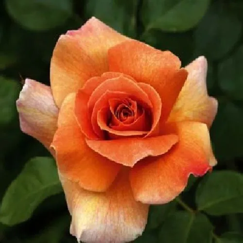 betina (perfumada)