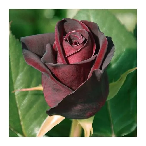 black baccara