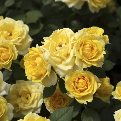 gold symphonie
