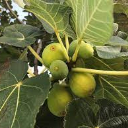 higuera pingo de mel