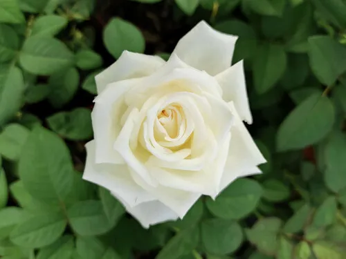 pierre arditi (perfumada)