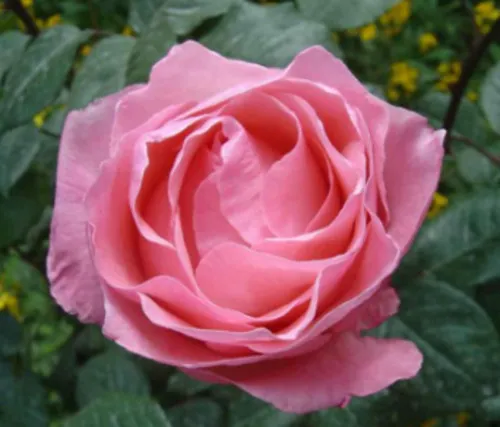 rosaplant (perfumada)