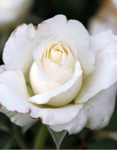 white neige white neige