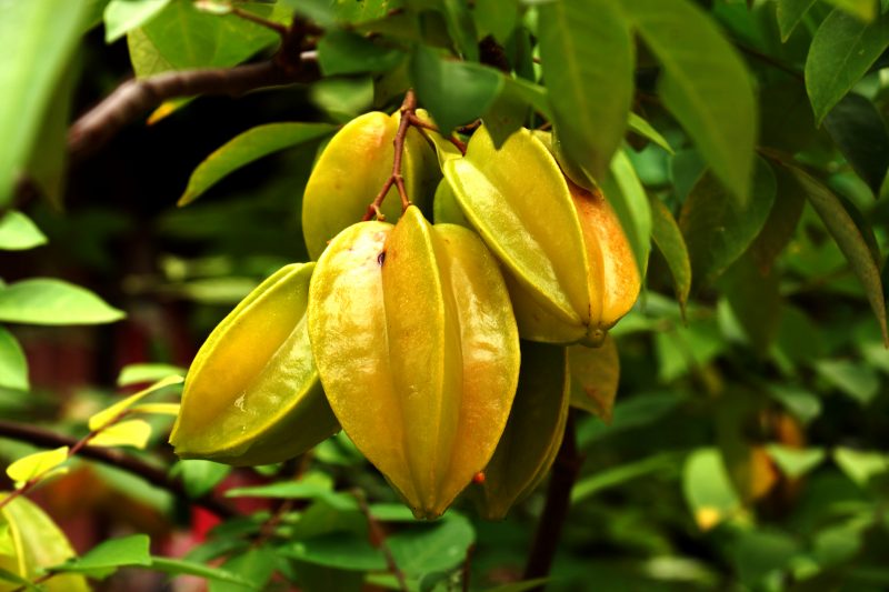 Carambola
