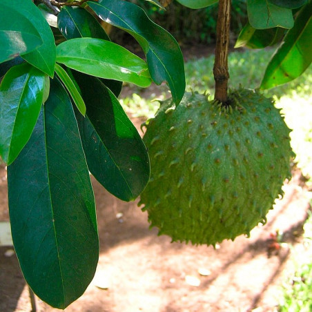 Guanabana