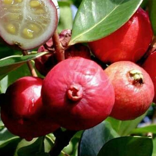 Guayaba Fresa