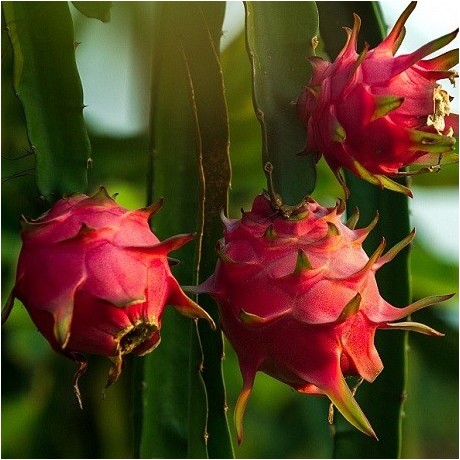 Pitaya